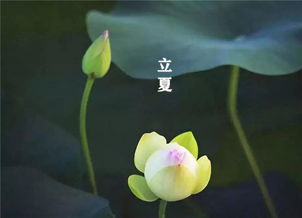 立夏已至，萬物向陽；